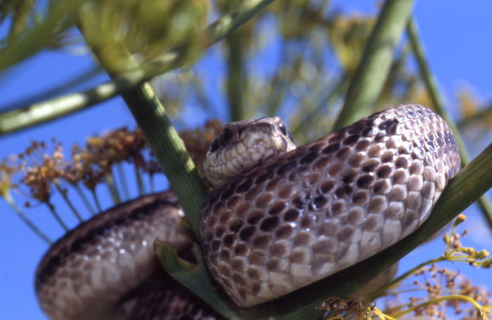 Bellissimo! Elaphe quatuorlineata